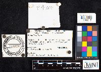 Amanita phalloides image