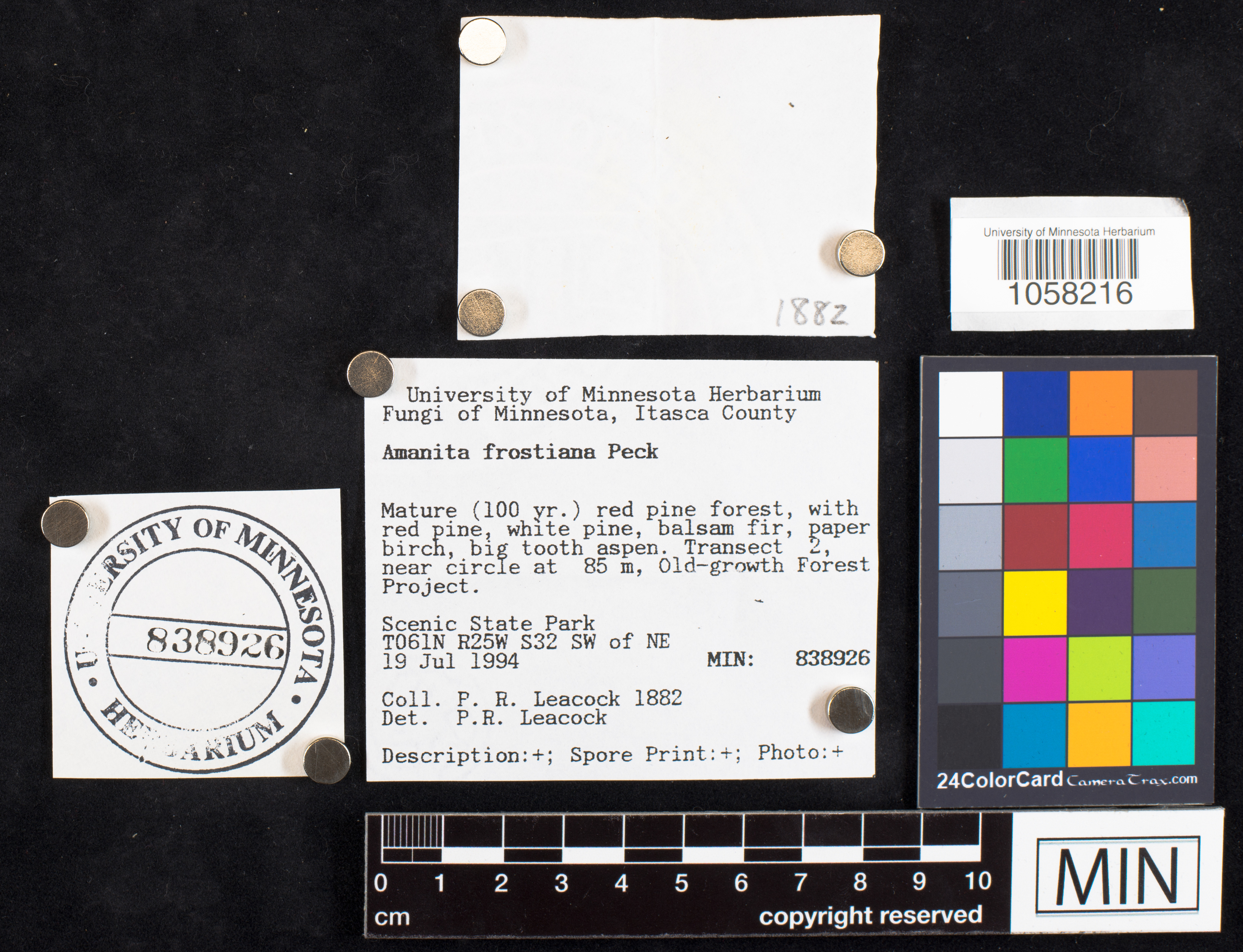 Amanita frostiana image