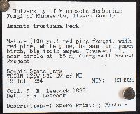 Amanita frostiana image