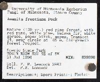 Amanita frostiana image