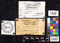 Amanita frostiana image