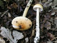 Amanita fulva image