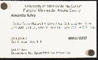Amanita fulva image