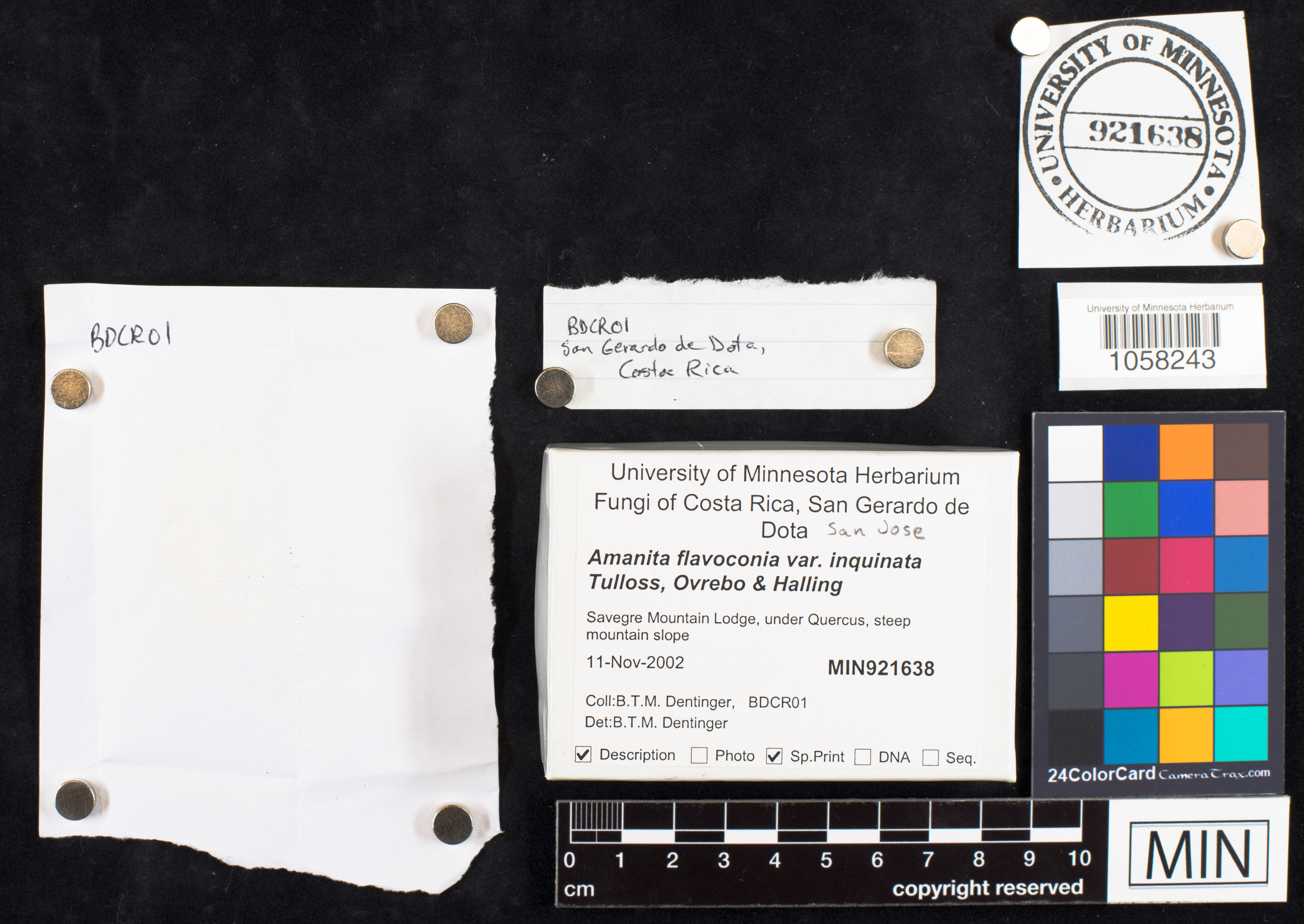 Amanita flavoconia var. inquinata image