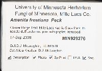 Amanita frostiana image
