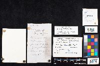 Amanita frostiana image