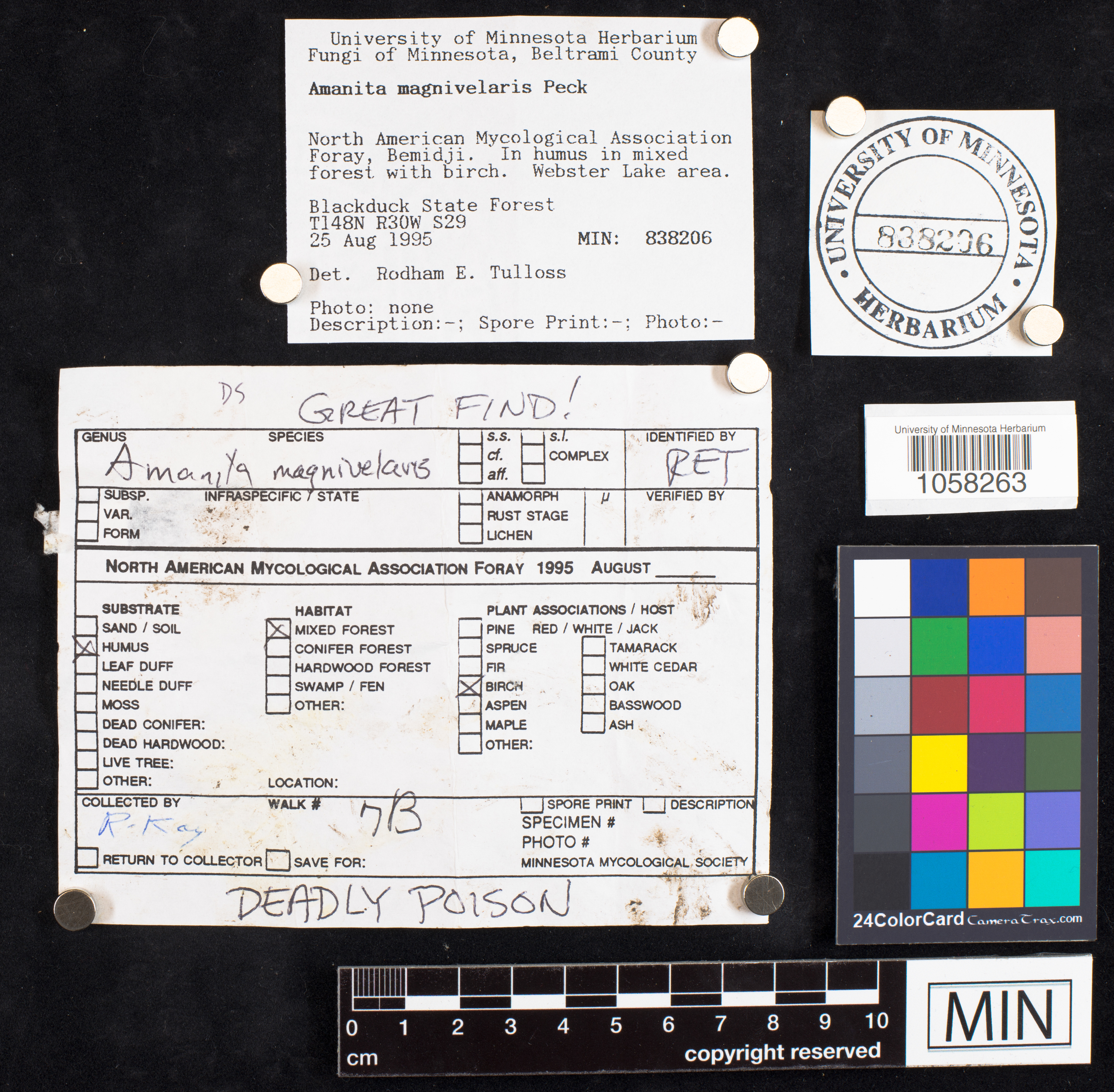 Amanita magnivelaris image