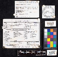 Media resource of Amanita magnivelaris