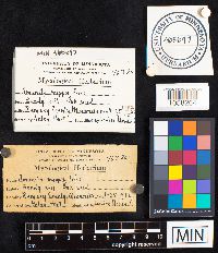 Media resource of Amanita mappa