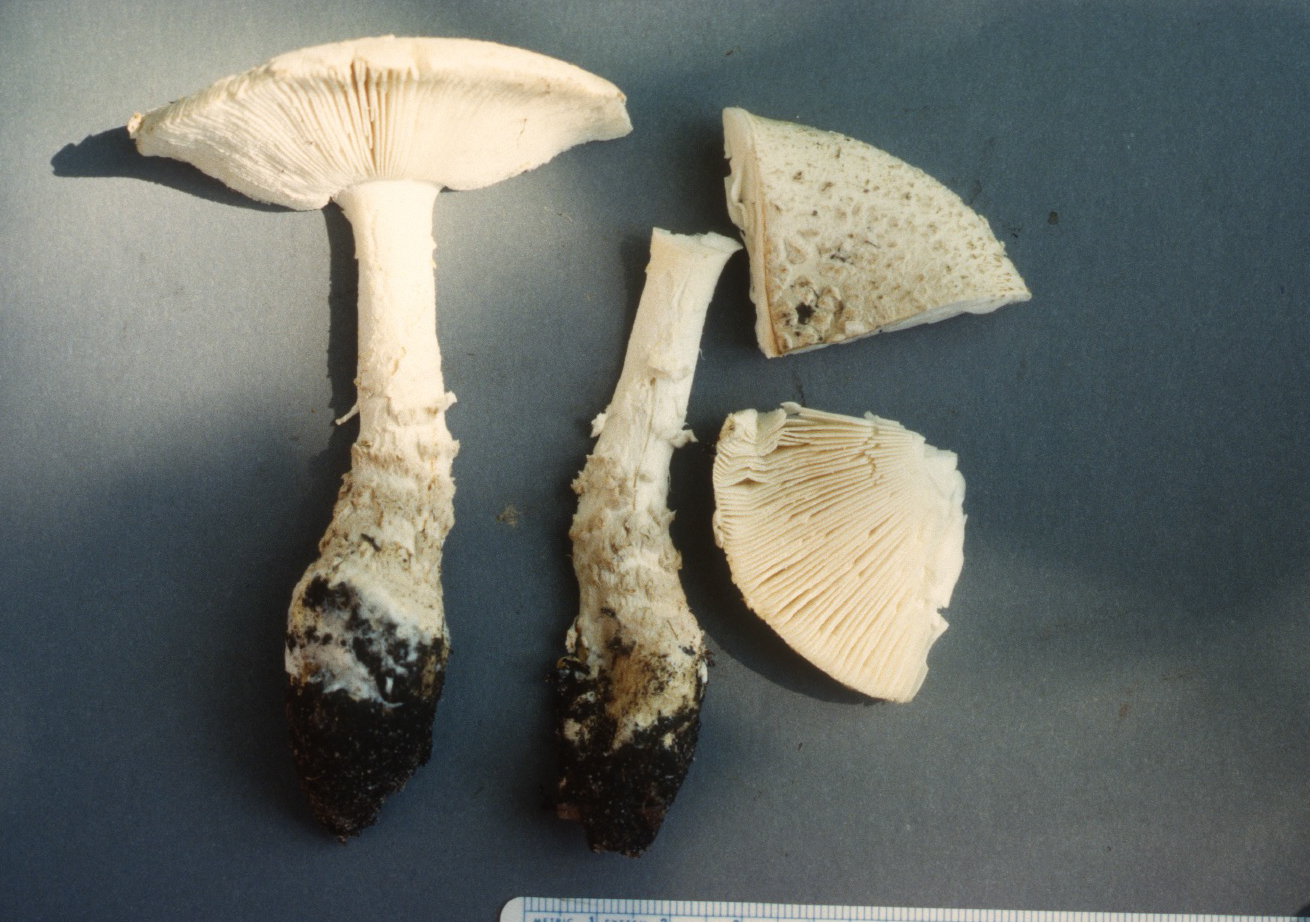 Amanita muscaria var. alba image