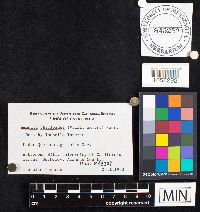 Media resource of Amanita citrina