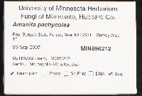 Amanita pachycolea image