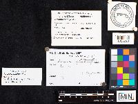 Media resource of Amanita pachycolea