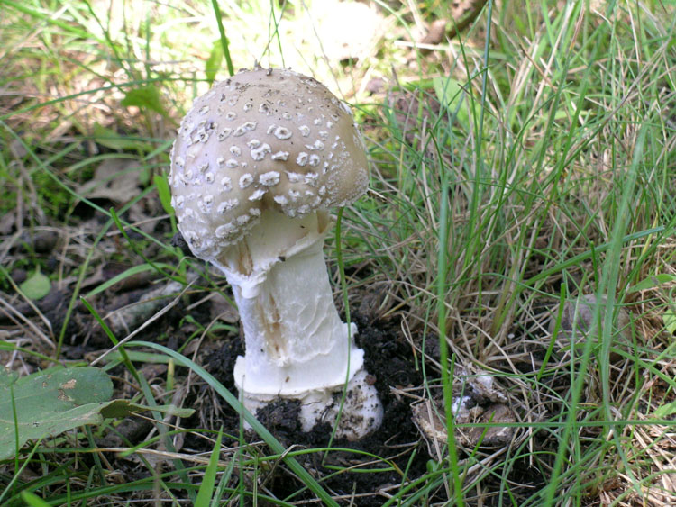 Amanita pantherina var. pantherina image
