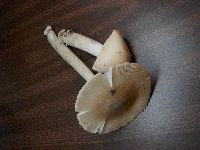 Media resource of Amanita populiphila