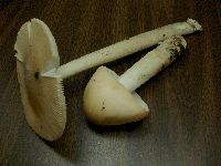 Amanita populiphila image