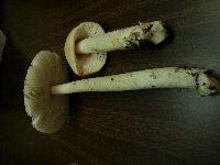 Amanita populiphila image