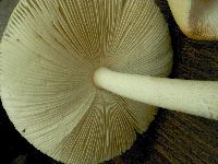 Amanita populiphila image