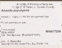 Amanita populiphila image