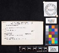 Amanita populiphila image