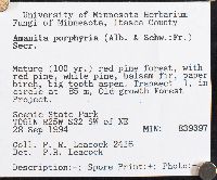 Amanita porphyria image