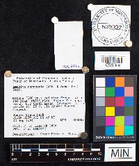 Amanita porphyria image