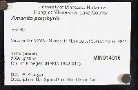 Amanita porphyria image