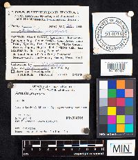 Amanita porphyria image