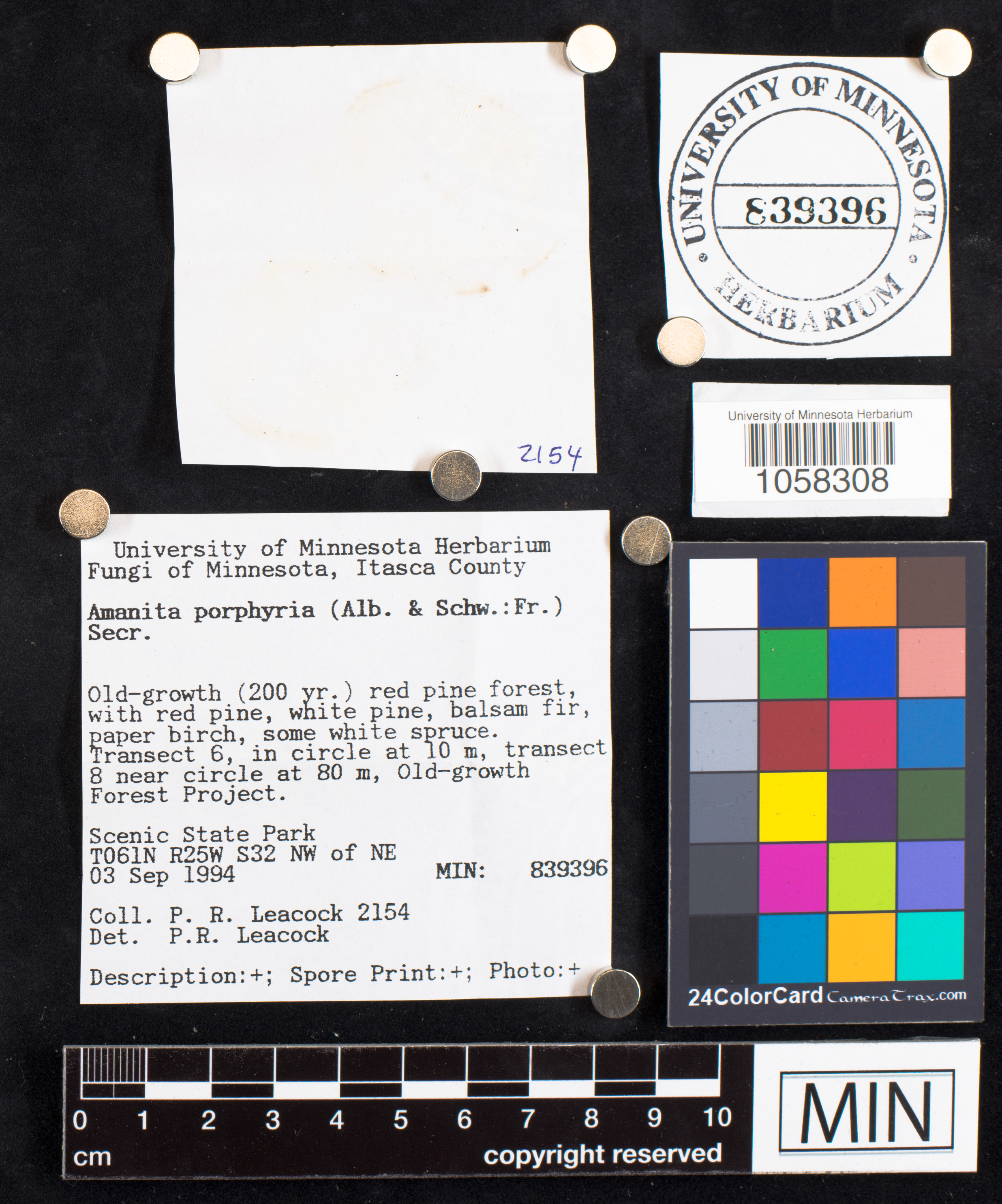 Amanita porphyria image