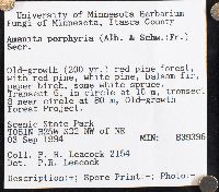 Amanita porphyria image