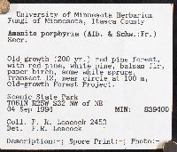 Amanita porphyria image