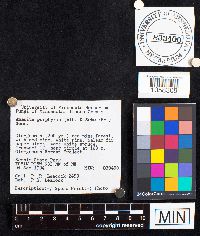 Amanita porphyria image