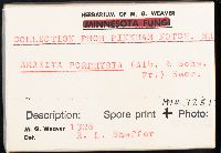 Amanita porphyria image