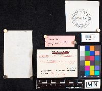 Amanita porphyria image