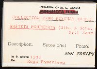 Amanita porphyria image