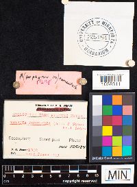 Amanita porphyria image