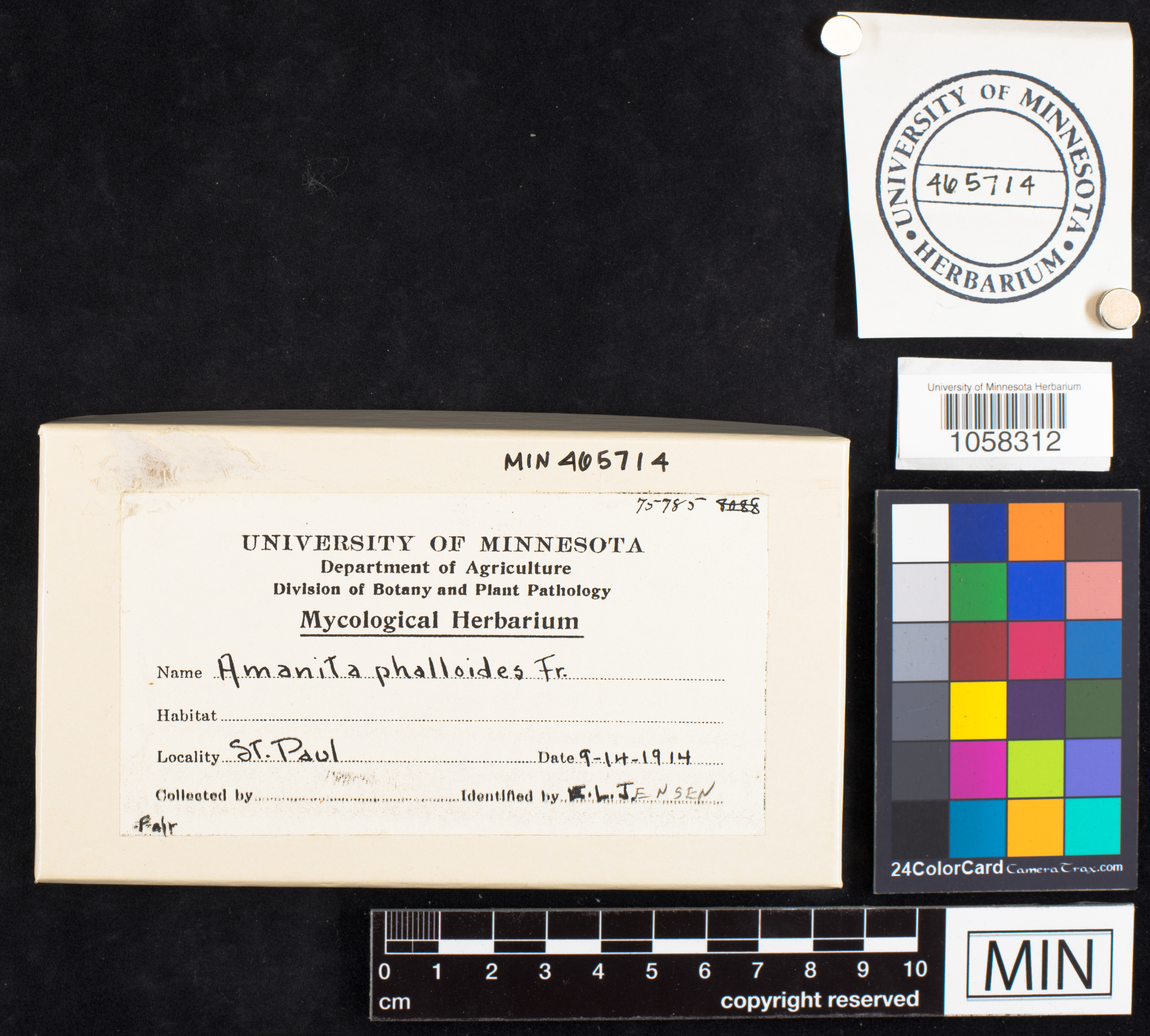 Amanita phalloides image