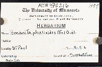 Amanita phalloides image