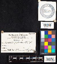 Amanita phalloides image