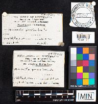 Amanita phalloides image