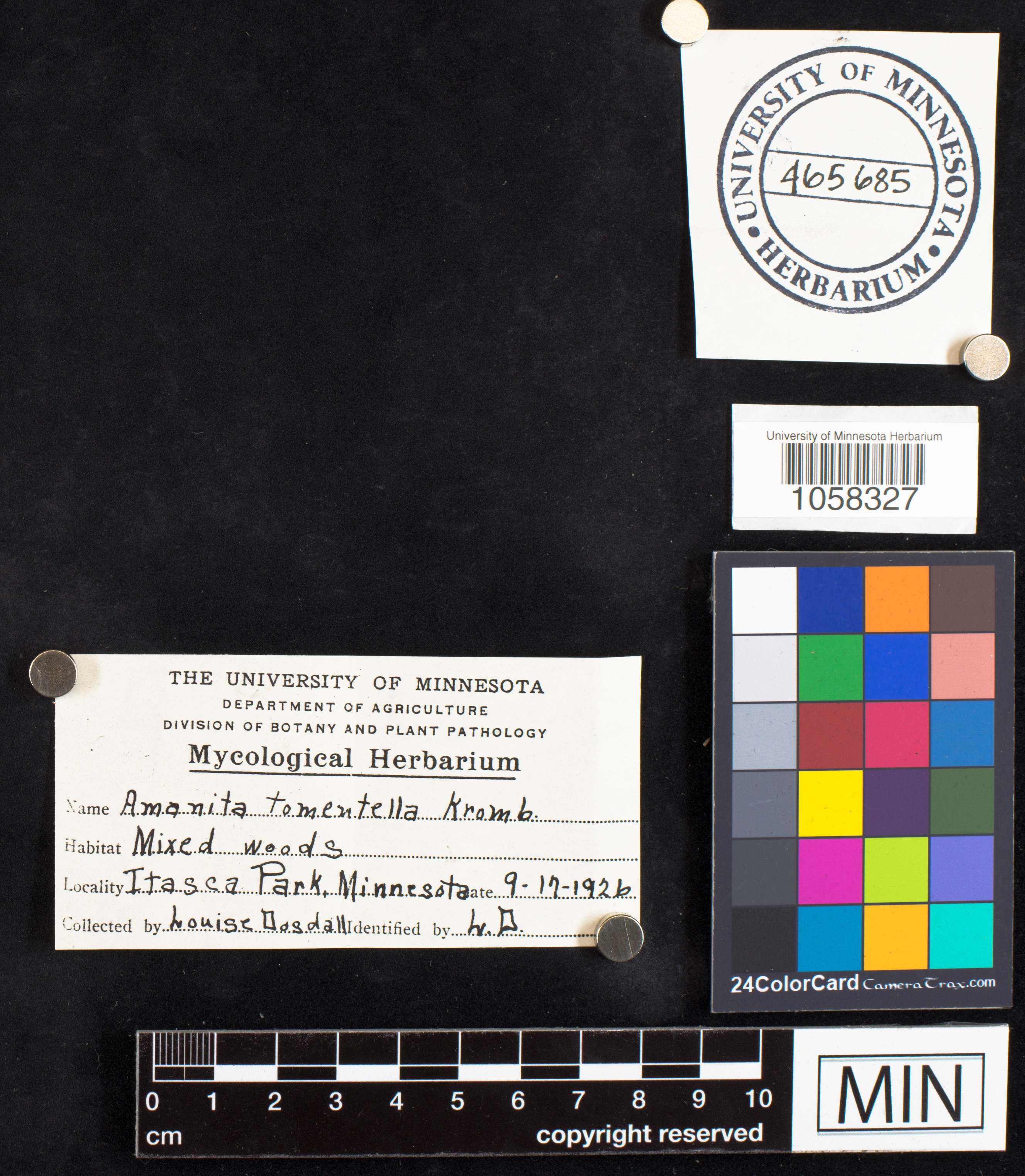 Amanita tomentella image