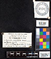 Media resource of Amanita tomentella