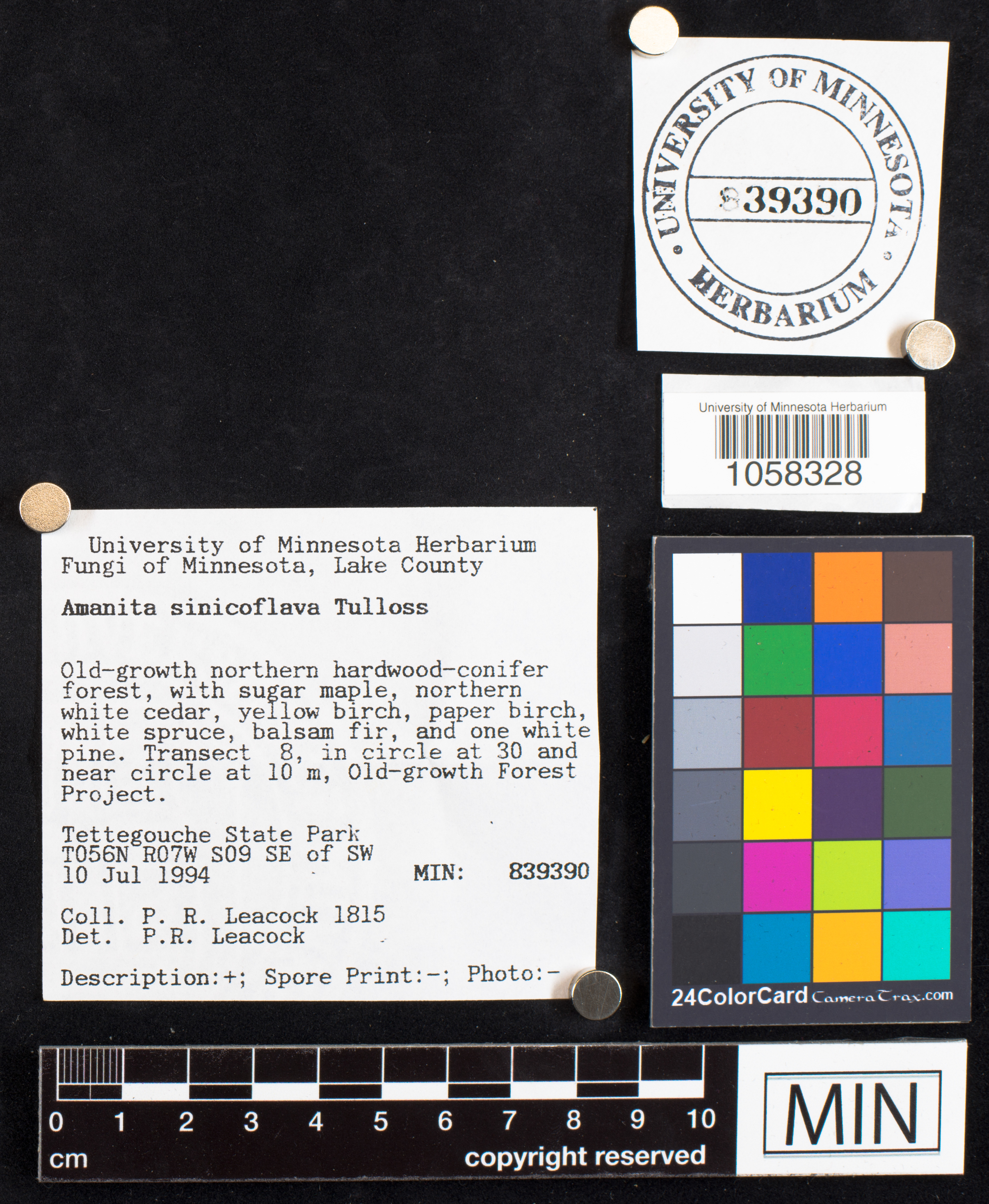 Amanita sinicoflava image