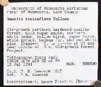 Amanita sinicoflava image