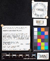 Media resource of Amanita sinicoflava