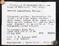 Amanita sinicoflava image