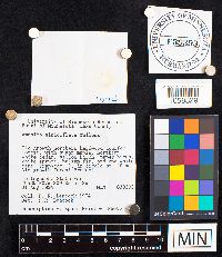 Amanita sinicoflava image