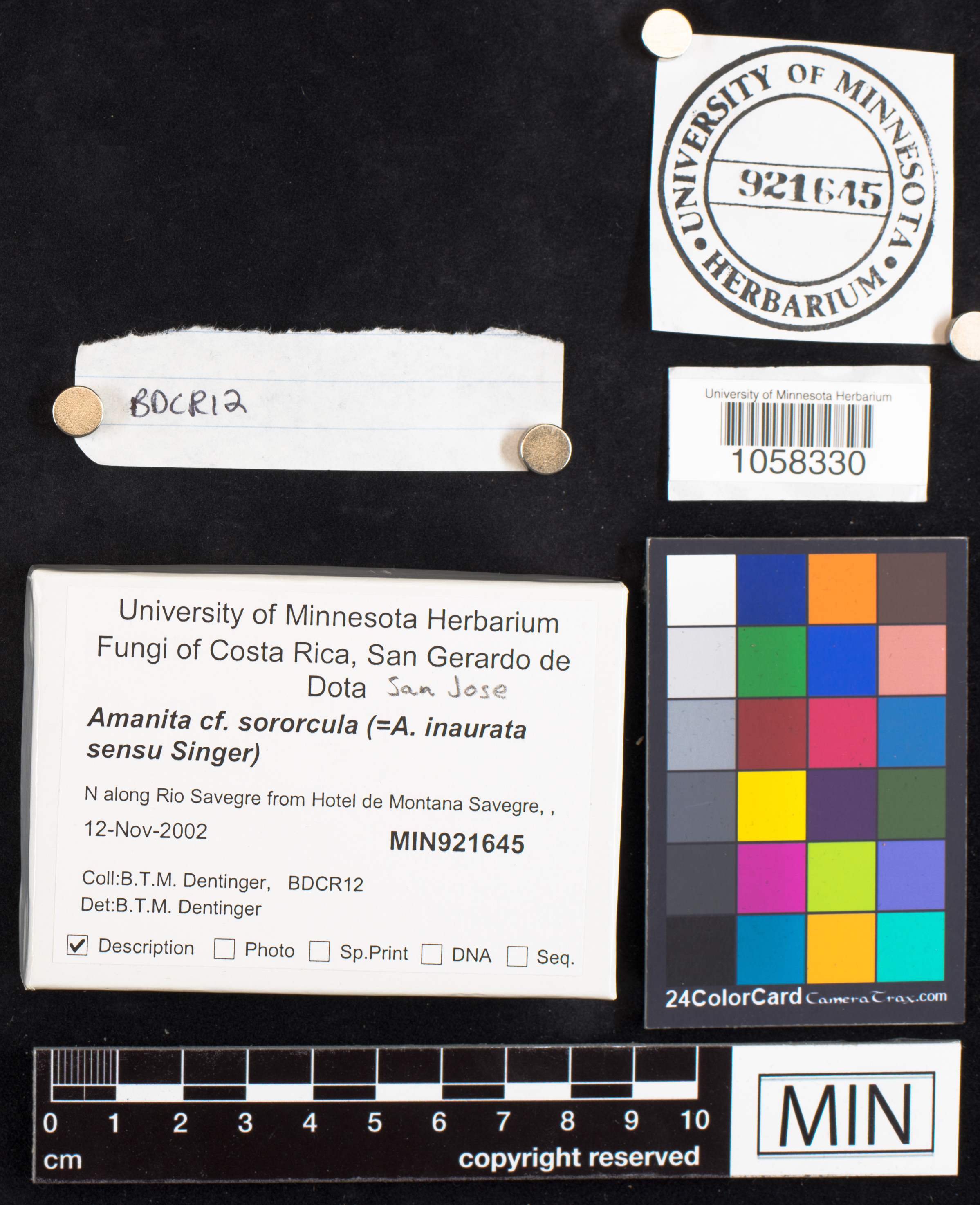 Amanita sororcula image