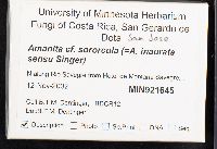 Amanita sororcula image