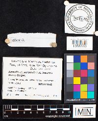 Image Associated With the Occurrence